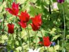 Tulpaner – en välkommen blomsterprakt i vår