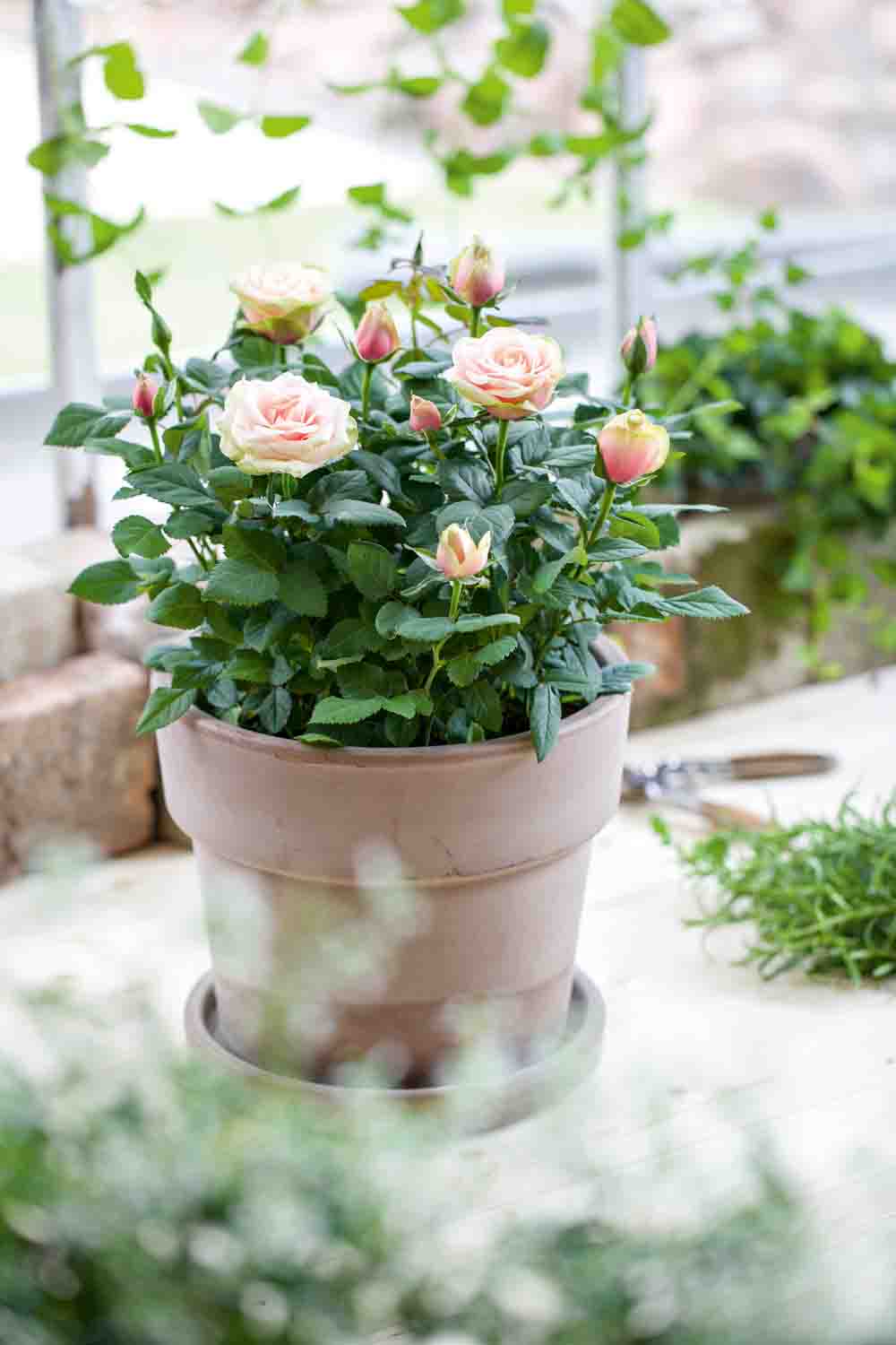 Rosa Miniatyrros-Gruppen rosor