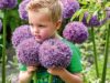Blommor – En av Weibulls höstlöksnyheter är Allium ´Globemaster`