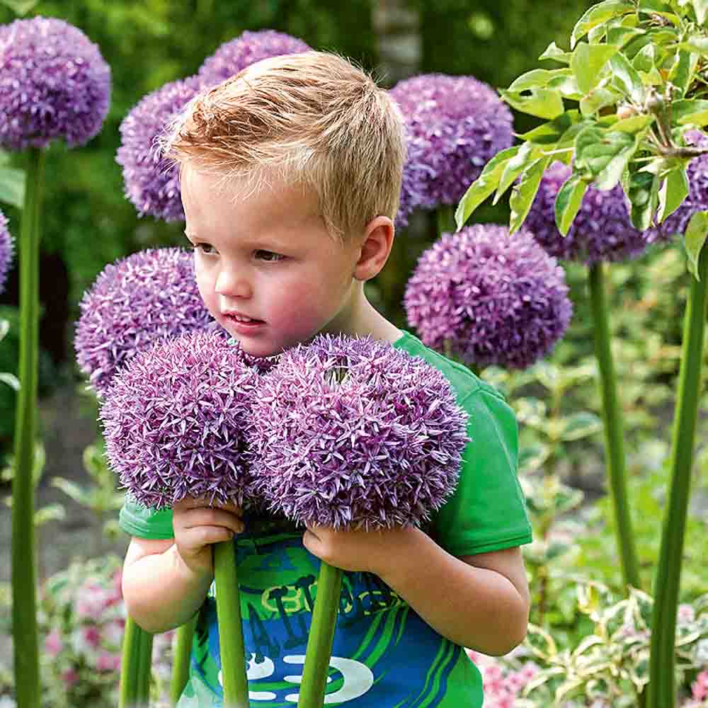 vi Allium ´Globemaster blommor