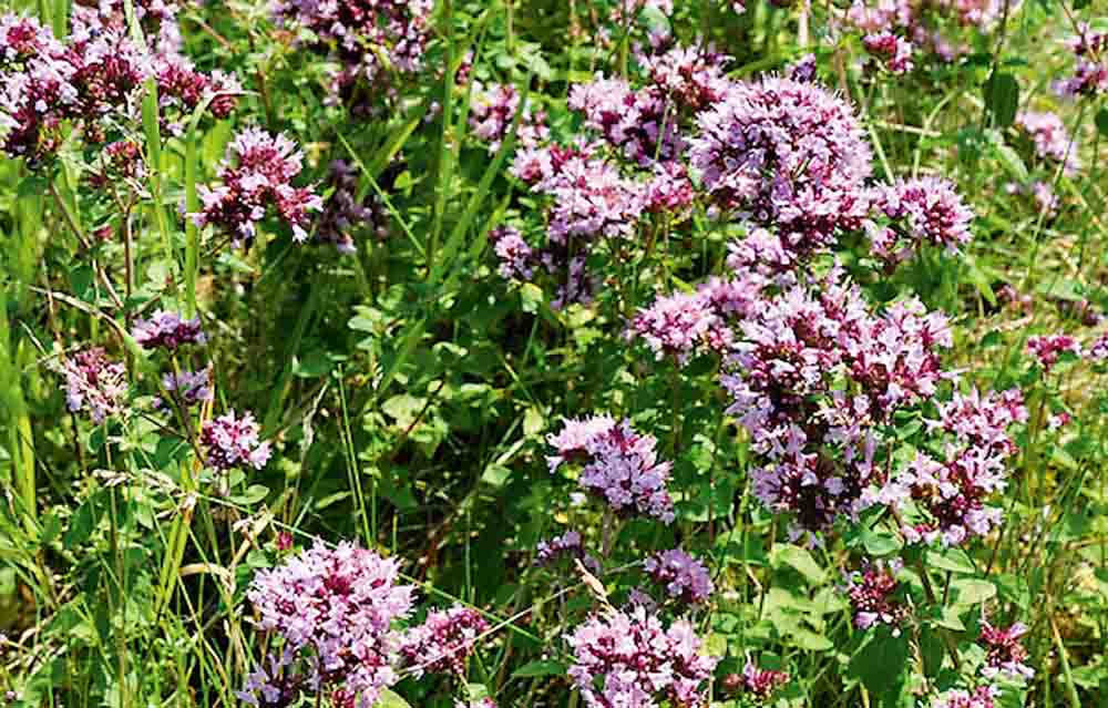 Oregano