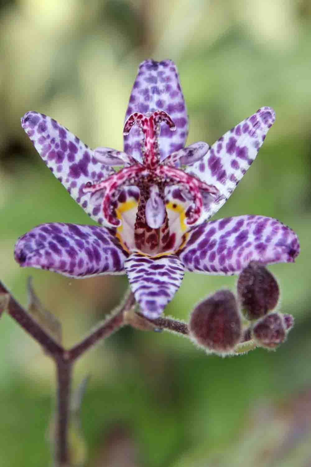 Dahlior