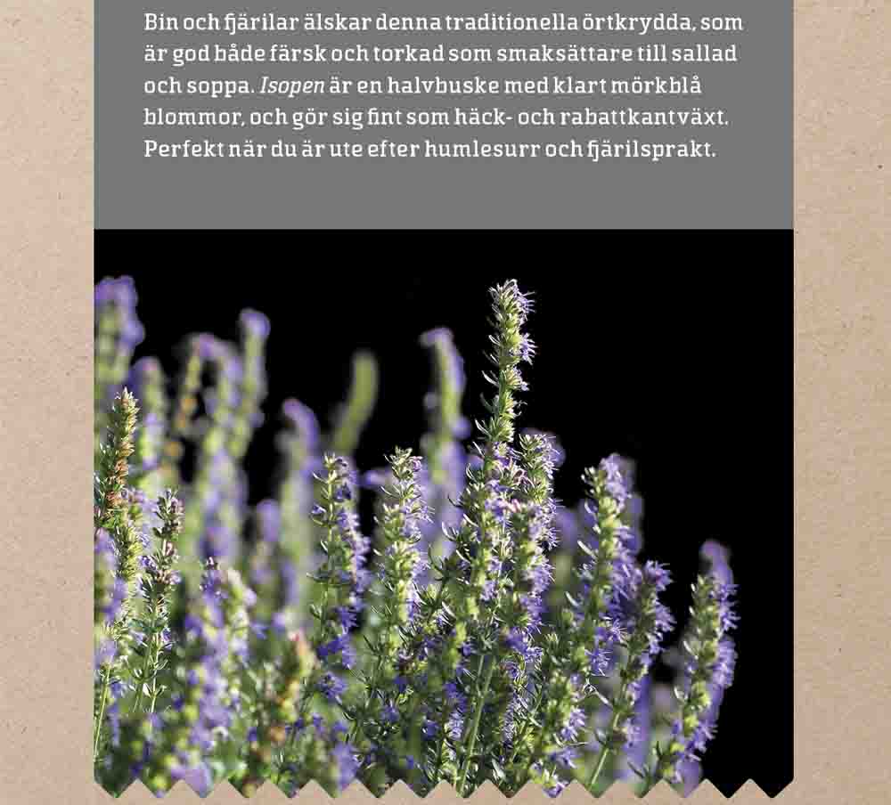 Örtkrydda