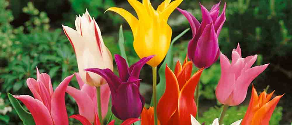 Blomsterprakt