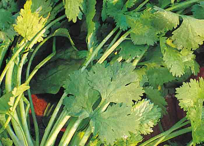 Koriandersorten Cilantro organic