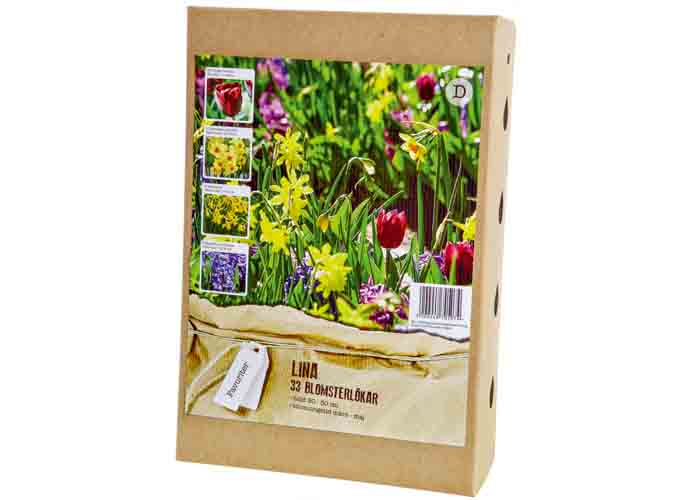 Tulipa triumph ’Ronaldo