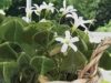 Snöoxalis passar i kruka, stenparti och rabatt