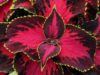 Palettblad Chocolate Covered Cherry blomman