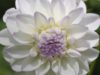 Dahlia Eveline med en mild och skön purpurton