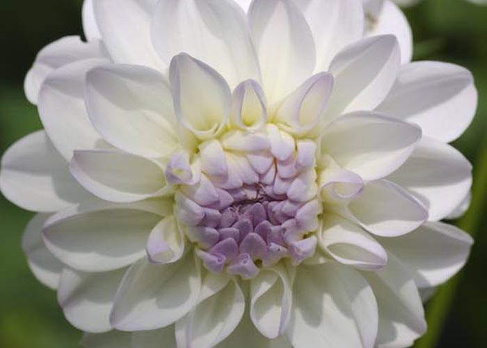Dahlia från Weibulls