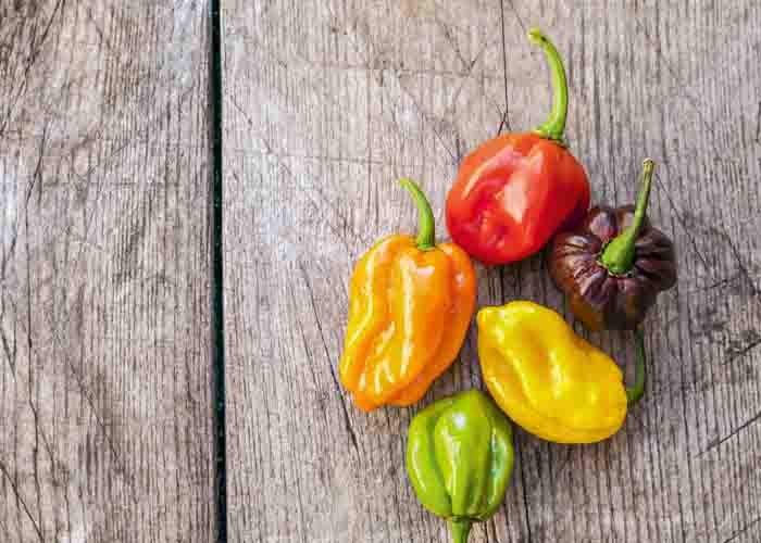 Weibulls färgglada habaneromix