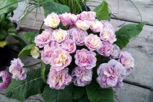 Härliga vårblommor i trädgården