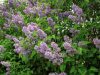 Svenskodlad vanlig syrén med blåvioletta blommor