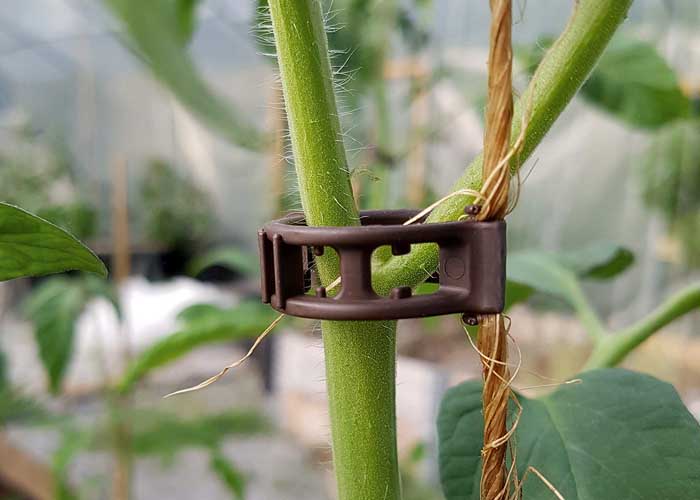 Tomatclips från Gjordnära Tunnelväxthus