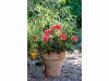 Blommande pelargoner från Blomsterfrämjandet